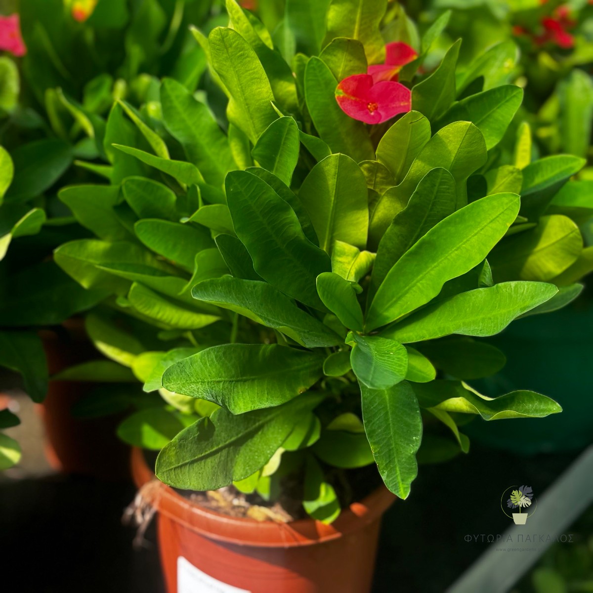Αγκάθι του Χριστού (Euphorbia milii) | Ανθοφόρο Παχύφυτο - 2